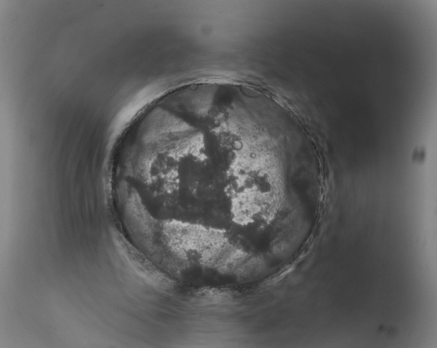 X0000111590343200908061355