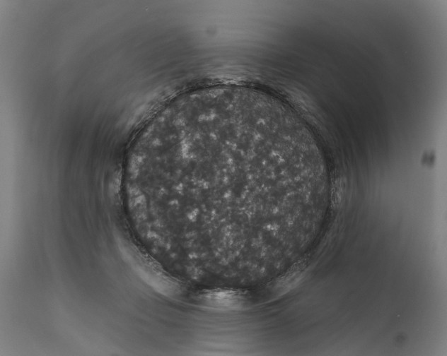 X0000111590365200908061355