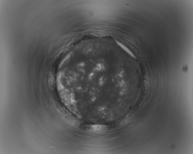 X0000111590371200908061355