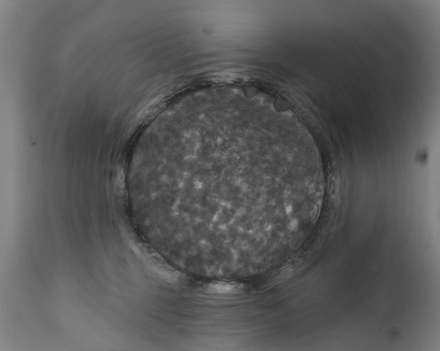 X0000111590375200908061355