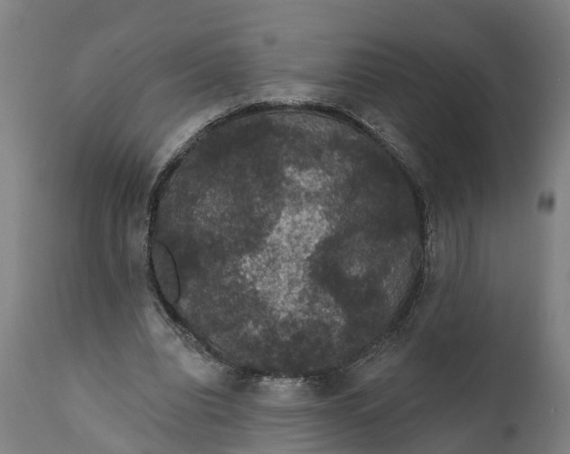 X0000111590440200908061353