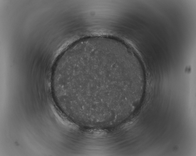 X0000111590443200908061353