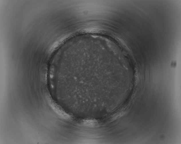 X0000111590446200908061353