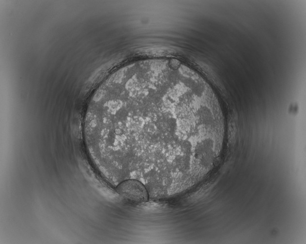 X0000111590453200908061354