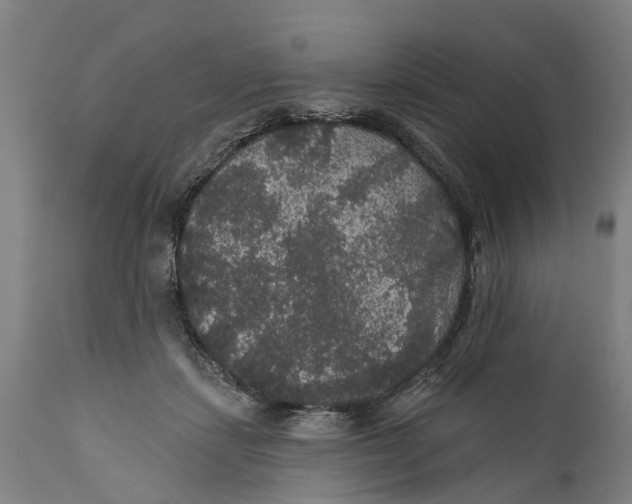 X0000111590459200908061354