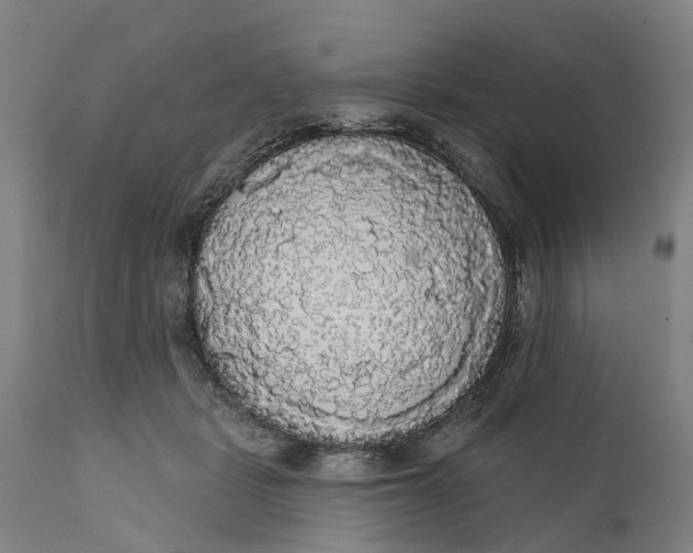 X0000111590461200908061354