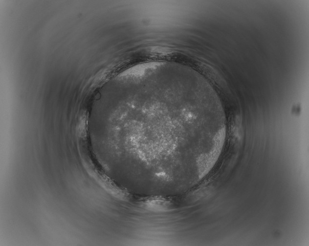 X0000111590468200908061354