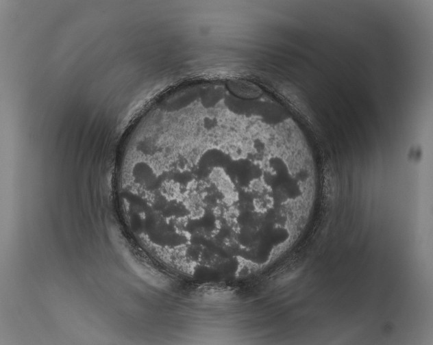 X0000111590491200908061353