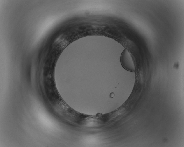 X0000111590526200908061352