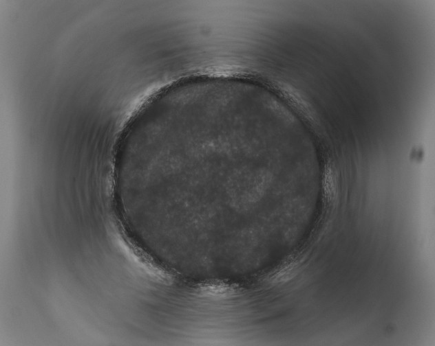 X0000111590540200908061352