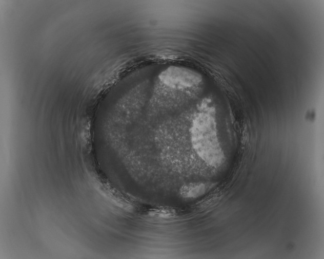 X0000111590559200908061352