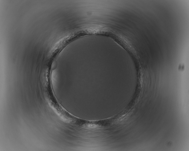 X0000111590590200908061352