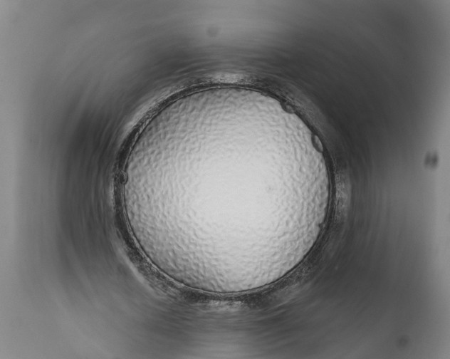 X0000111590626200908061350