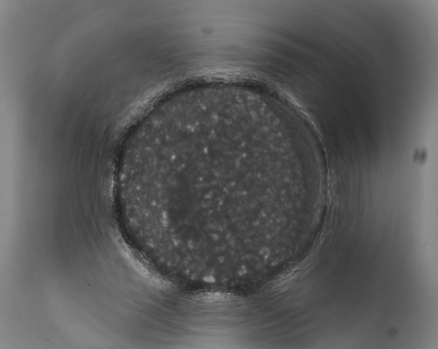 X0000111590637200908061350