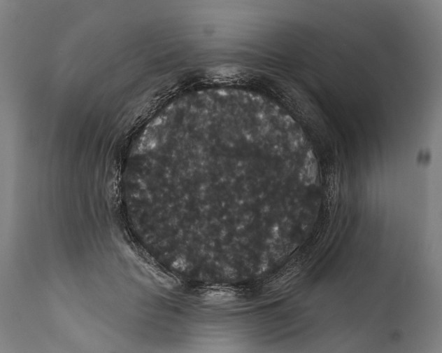 X0000111590653200908061351