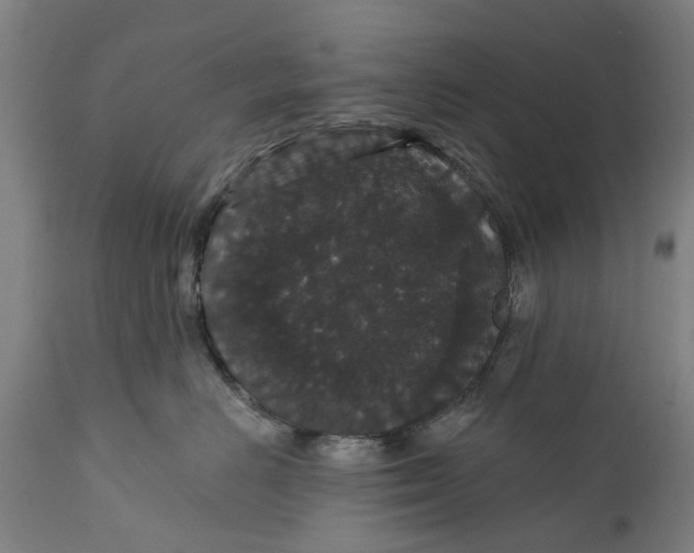 X0000111590670200908061351