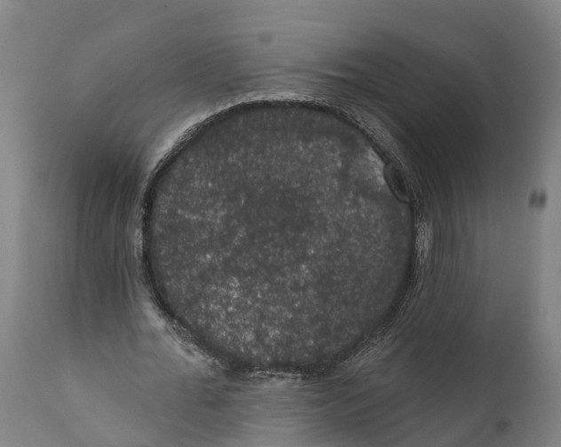 X0000111590676200908061350