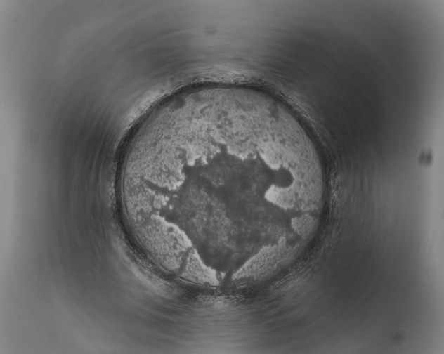 X0000111590679200908061350