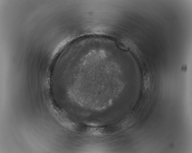 X0000111590680200908061350