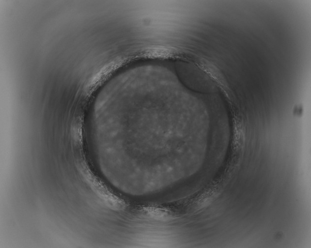 X0000111590681200908061350