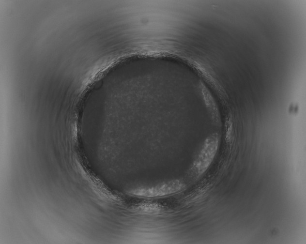 X0000111590685200908061350