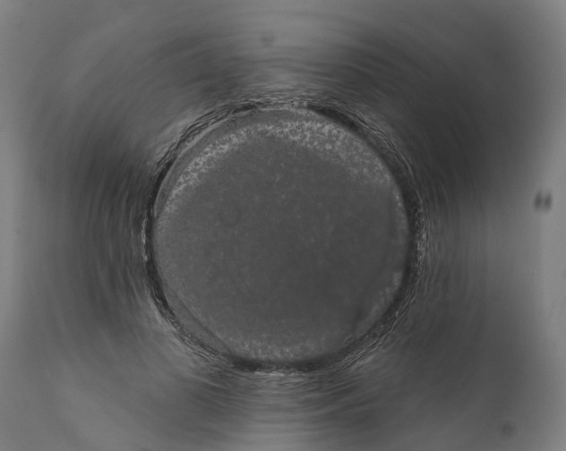 X0000111590693200908061350