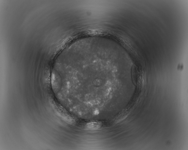 X0000111590700200908061350