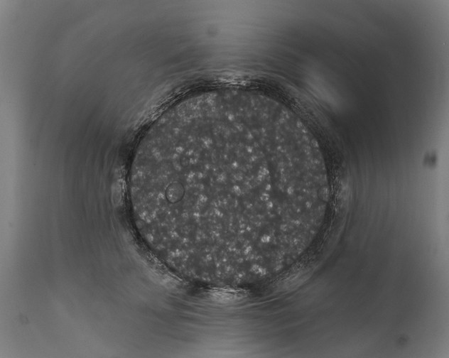 X0000111590707200908061349