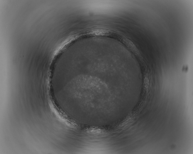 X0000111590730200908061349