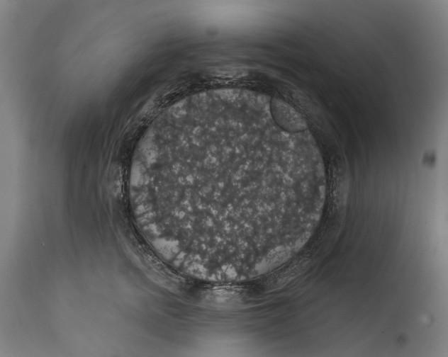 X0000111590758200908061349