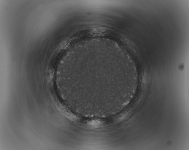 X0000111590759200908061349