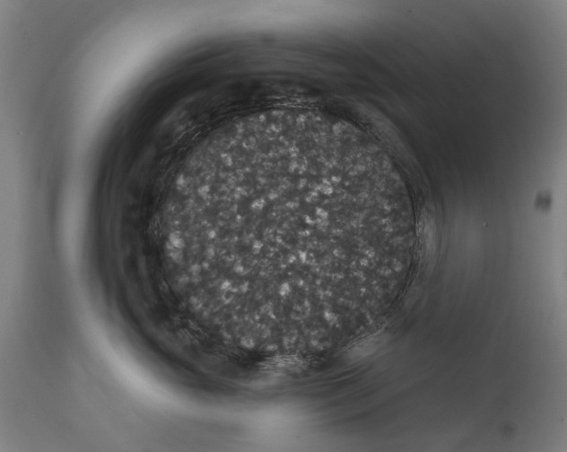 X0000111590765200908061349