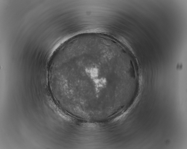 X0000111590781200908061348