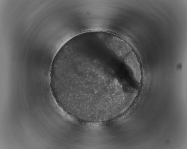 X0000111590810200908061348