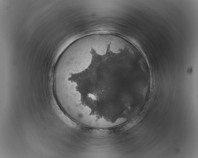 X0000111590859200908061348