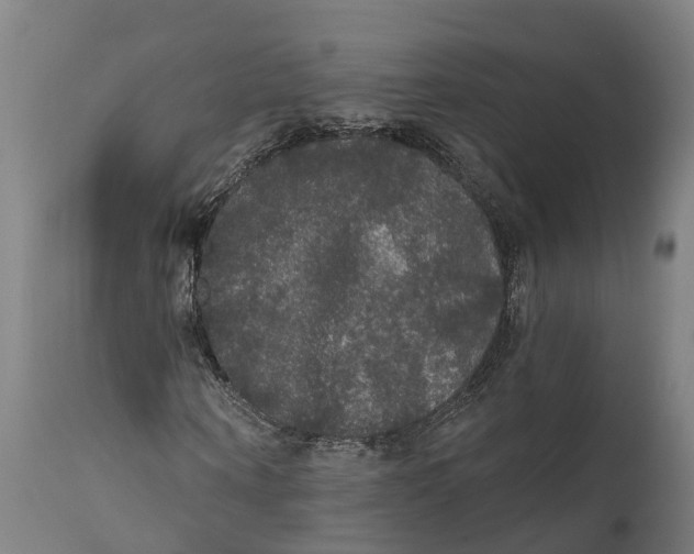 X0000111590866200908061347