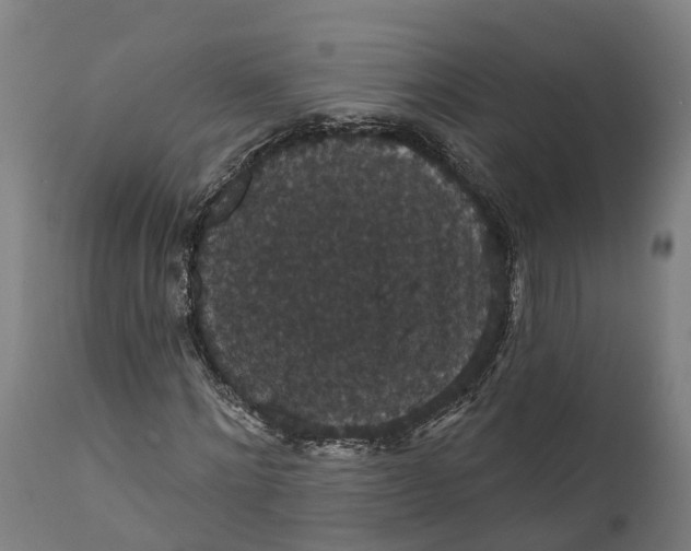 X0000111590868200908061347