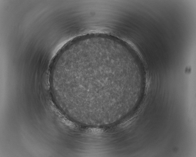 X0000111590878200908061347