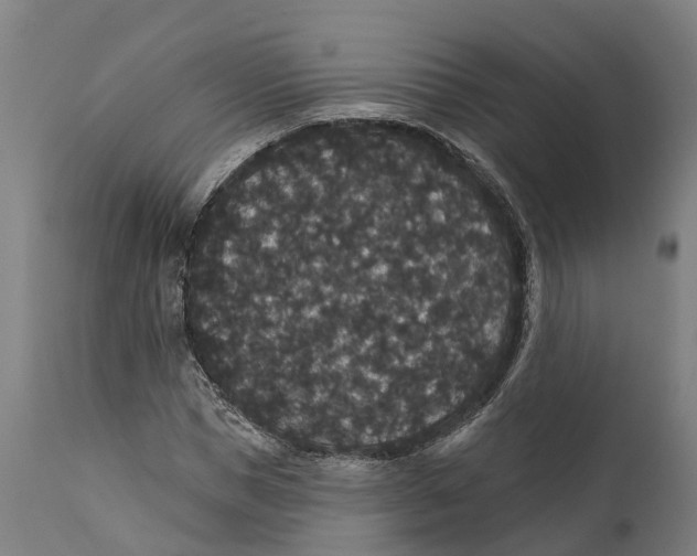 X0000111590921200908061346