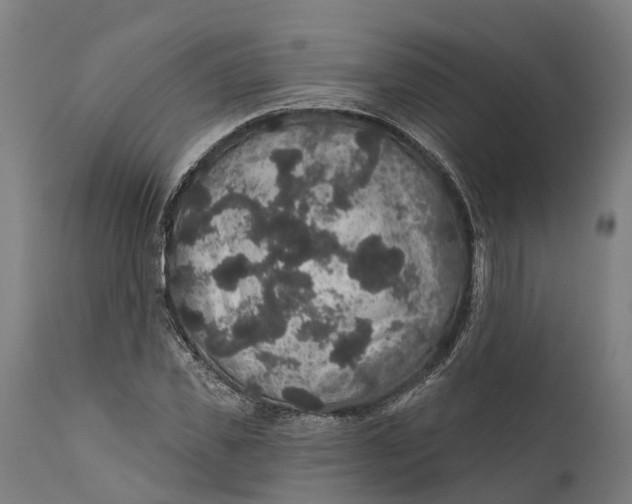 X0000111590925200908061346