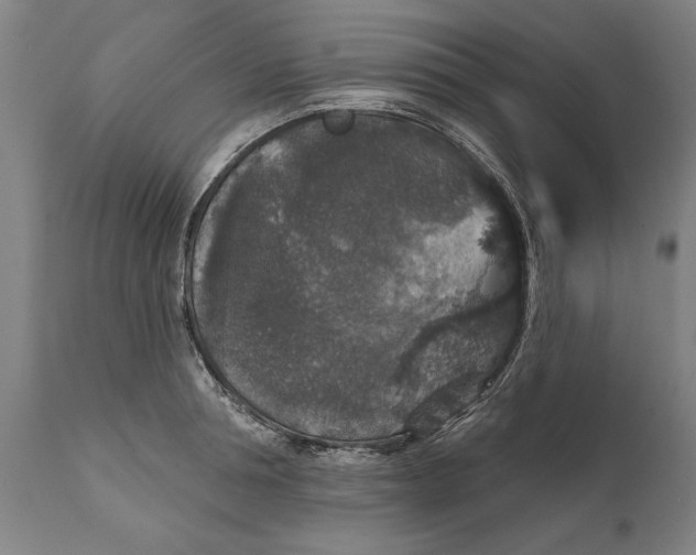 X0000111590994200908061345