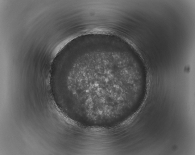 X0000111591066200908061344