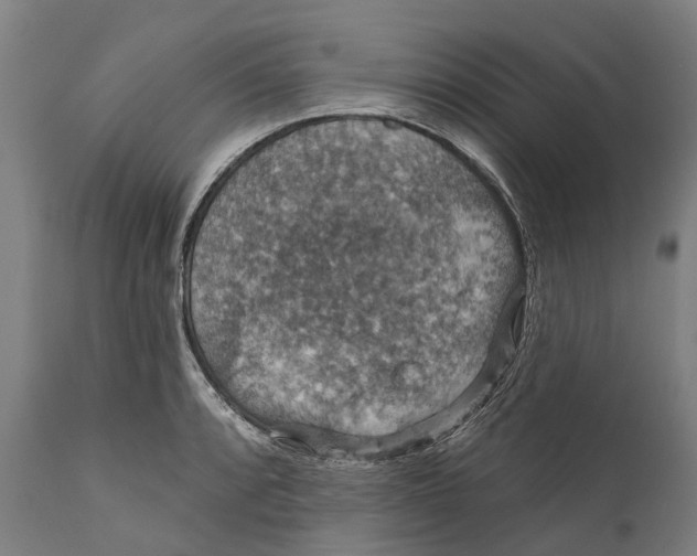 X0000111591088200908061344