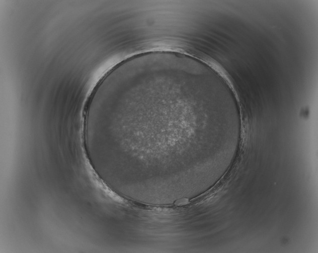 X0000111591096200908061344