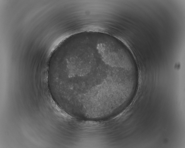 X0000111591115200908061343