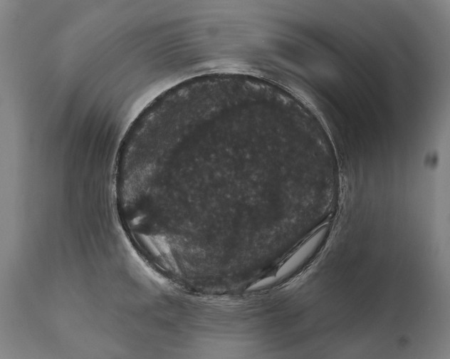 X0000111591141200908061344