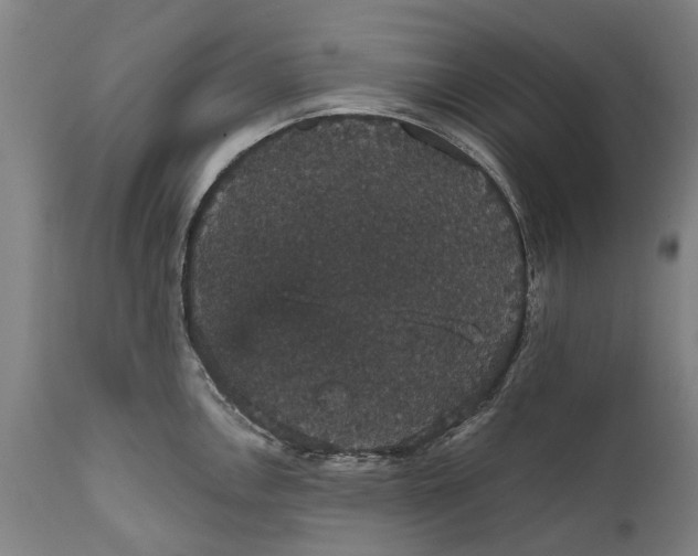 X0000111591146200908061344