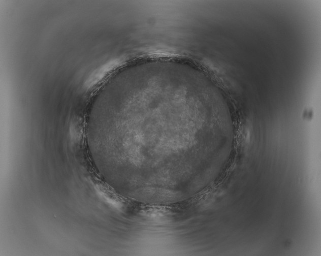 X0000111591157200908061343