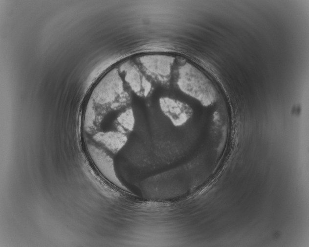 X0000111591179200908061342