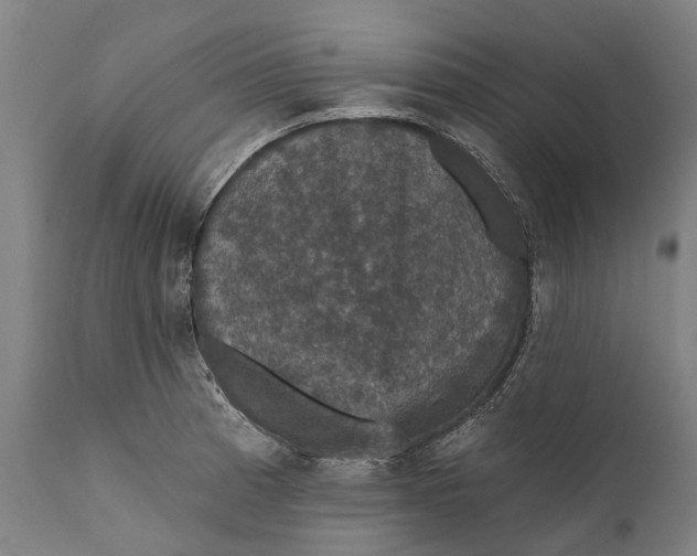 X0000111591185200908061342